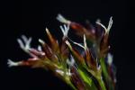 Forsters Hainsimse - Luzula forsteri