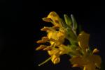 Gelber Zahntrost - Orthantha lutea