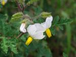 Litschi Tomate - Solanum sisymbriifolium