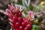 Dunkler Mauerpfeffer - Sedum atratum