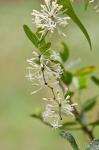 Raue Stechwinde - Smilax aspera