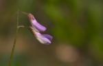 Zierliche Wicke - Vicia parviflora