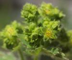 Bastard-Frauenmantel - Alchemilla glaucescens