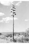 :-Agave parryi