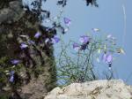 Rasen-Glockenblume - Campanula cespitosa