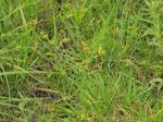 : - Carex pilulifera subsp. pilulifera
