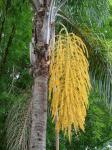 Romanzoffianische Kokospalme - Syagrus romanzoffiana