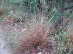 : - Trachypogon spicatus