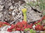 Rauhblätteriger Hauswurz - Sempervivum globiferum subsp. hirtum