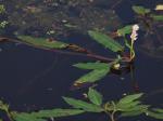 Wasser-Knöterich - Persicaria amphibia