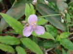 : - Tripogandra diuretica