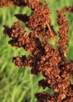 Garten-Ampfer - Rumex patientia