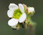 Zwiebeltragender Steinbrech - Saxifraga bulbifera