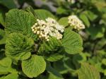 Donau-Mehlbeere - Sorbus danubialis