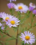 Symphyotrichum salignum - Symphyotrichum × salignum