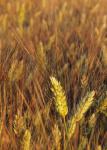 Hartweizen - Triticum durum