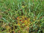 Gewöhnliche Moosbeere - Vaccinium oxycoccos