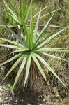 :-Vellozia alutacea