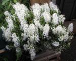 : - Dendrobium wassellii