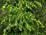 : - Caesalpinia kauaiensis