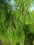 : - Otatea aztecorum