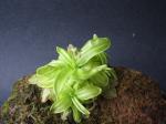 : - Pinguicula primuliflora