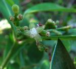 : - Psychotria mariana