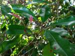 Gewürznelke - Syzygium aromaticum
