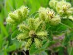 : - Acanthospermum australe