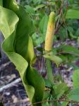 : - Anthurium affine