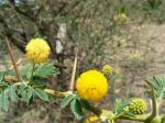 : - Acacia nilotica subsp. indica