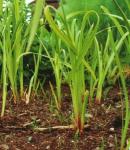Kalmus - Acorus calamus