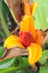 : - Hedychium hasseltii