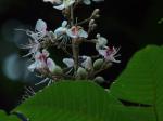 Indische Rosskastanie - Aesculus indica