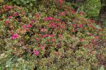 Gämsheide - Loiseleuria procumbens