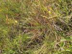 :-Chamaecrista brachyrachis