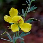 : - Chamaecrista desvauxii var. modesta