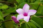 Indischer Gummiwein - Cryptostegia grandiflora