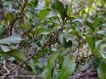 : - Cybianthus gardneri