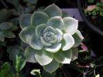 Weiße Mexikanische Rose - Echeveria elegans