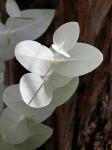 : - Eucalyptus cinerea