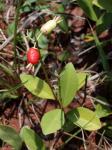 Süsskirsche - Eugenia involucrata