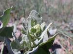 : - Atriplex argentea