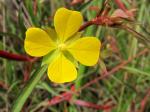: - Ludwigia longifolia