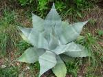 :-Agave asperrima