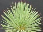 : - Agave striata subsp. striata