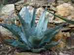: - Agave shawii subsp. goldmaniana