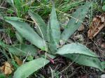:-Agave parryi var. couesii