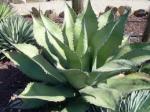 :-Agave salmiana var. ferox