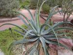 : - Agave vilmoriniana
